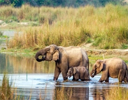 Udawalawe to Udawalawe National Park Day Tour