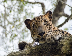 Udawalawe to Yala National Park & Ella Day Tour