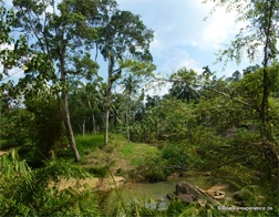 Unawatuna to Sinharaja Rainforest Day Tour