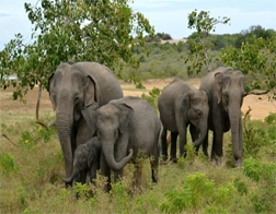 Unawatuna to Udawalawe National Park & Ella Day Tour