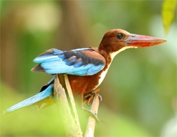 Unawatuna to Galle Fort and Madu River Day Tour