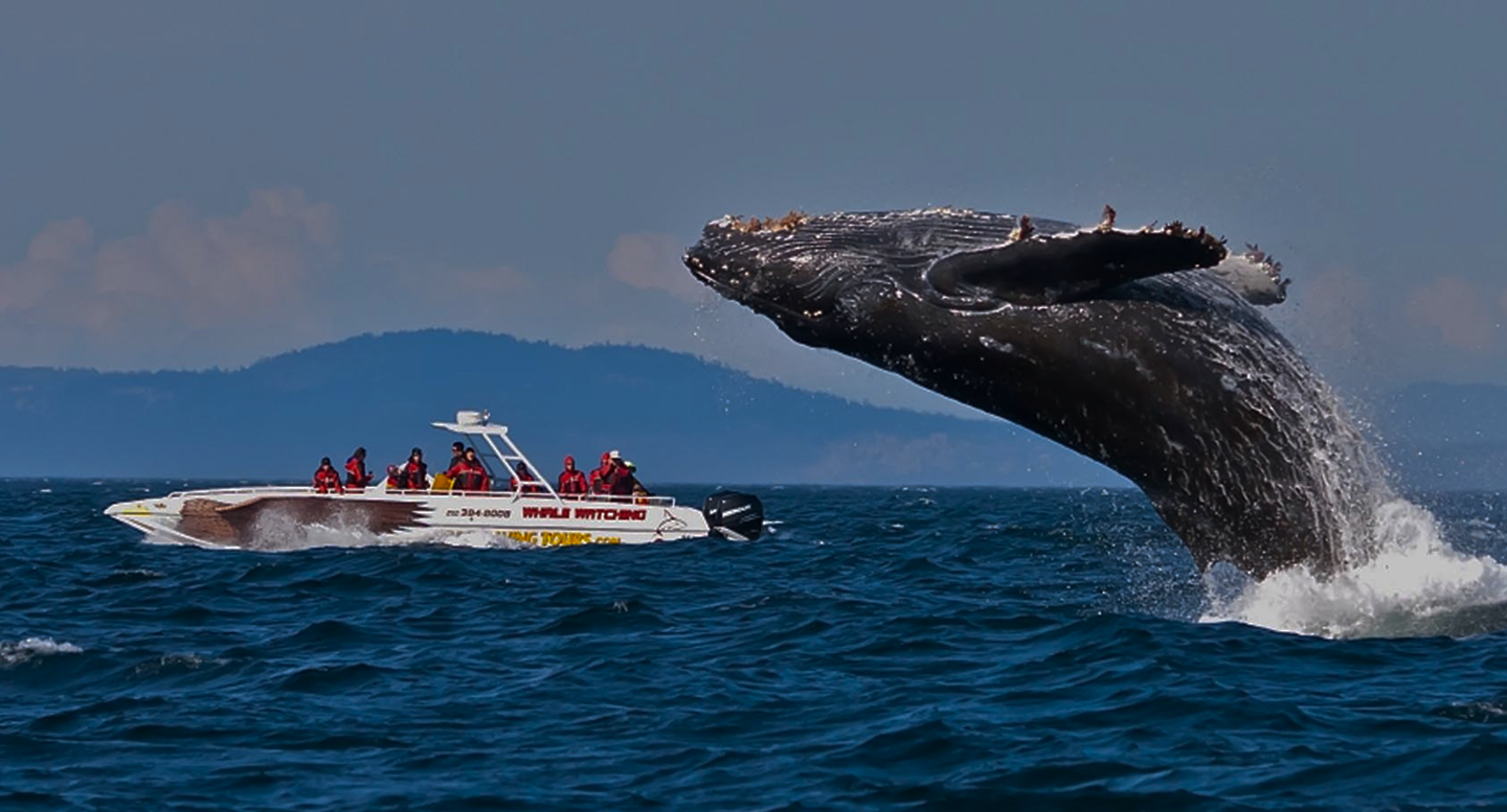 Whale Watching Tours