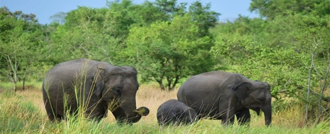 Wasgamuwa National Park Safari
