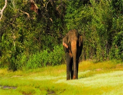 Weligama to Udawalawe National Park Day Tour