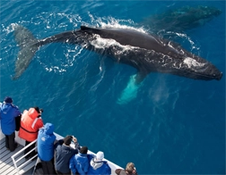 Weligama to Whale Watching & Coconut Tree Hill Day Tour