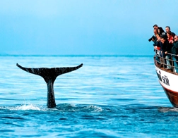 Whale Watching