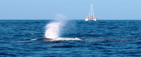 Whale Watching Cruise – Mirissa