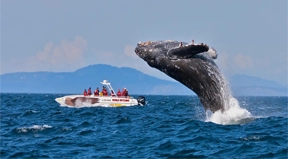 Whale Watching Day Tour