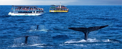 Whale Watching in Mirissa
