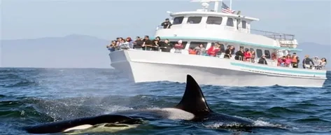 Whale Watching in Mirissa