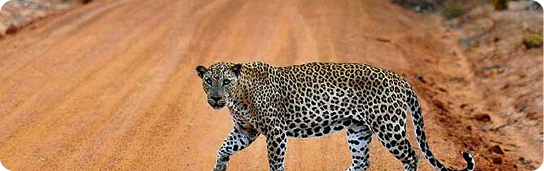 Wilpattu National Park (Day Trip)