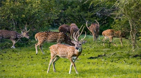 Wilpattu National Park Day Tour