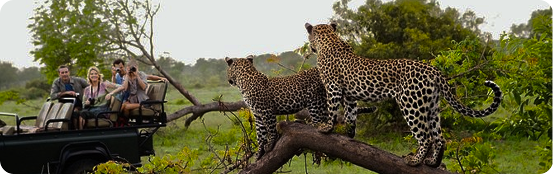 Yala National Park