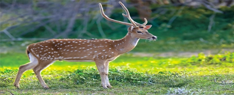 Yala National Park