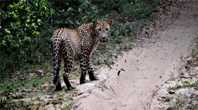 Yala National Park Day Tour