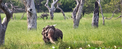 Yala National Park Safari