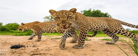 Yala National Park Safari