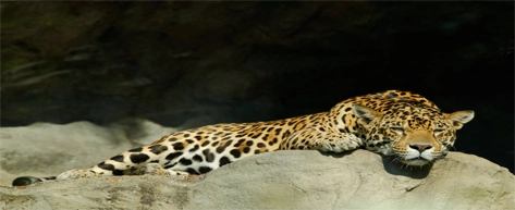 Yala National Park Safari
