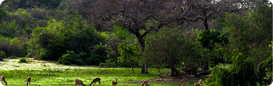 Yala National Park