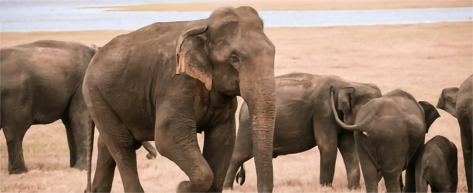 Yala National Park