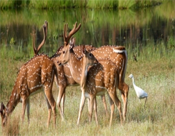 Anuradhapura to Wilpattu Safari Day Tour