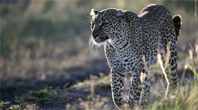 Yala Safari