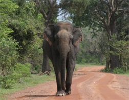 Yala to Udawalawe National Park Day Tour
