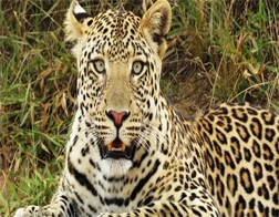 Yala to Udawalawe National Park and Ella Day Tour