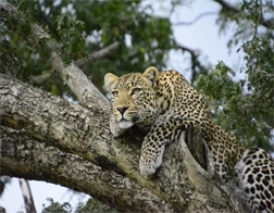 Yala to Yala National Park & Ella Day Tour