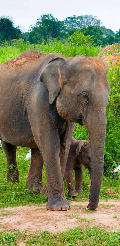 Elephant