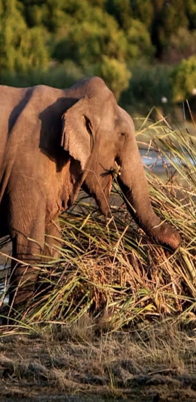 Elephant