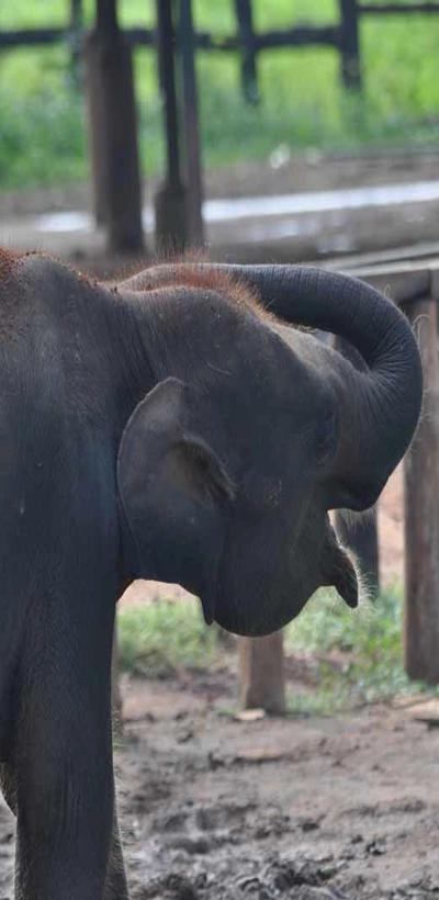 Elephant
