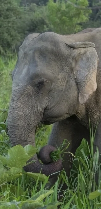 Elephant