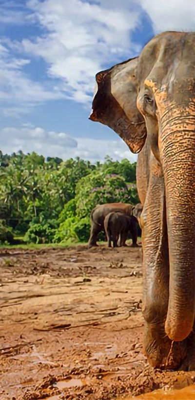 Elephant