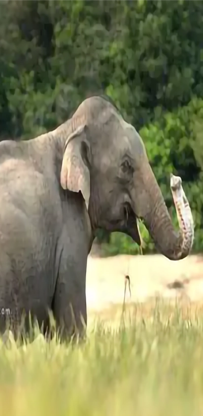 Elephant
