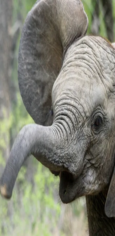 Elephant