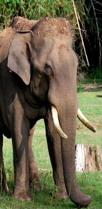 Elephant