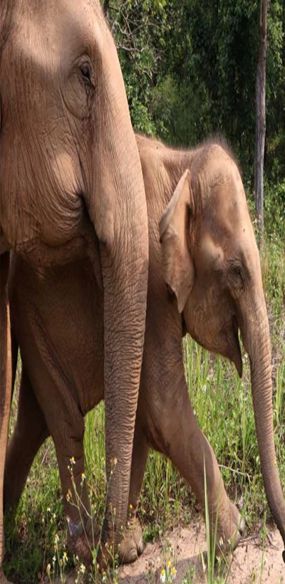 Elephant