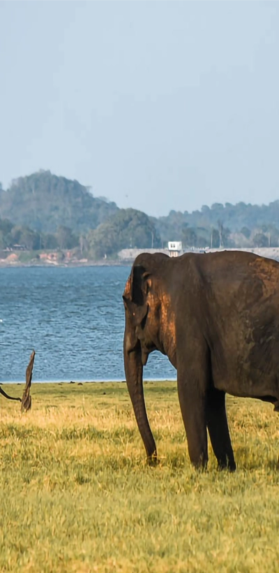 Elephant