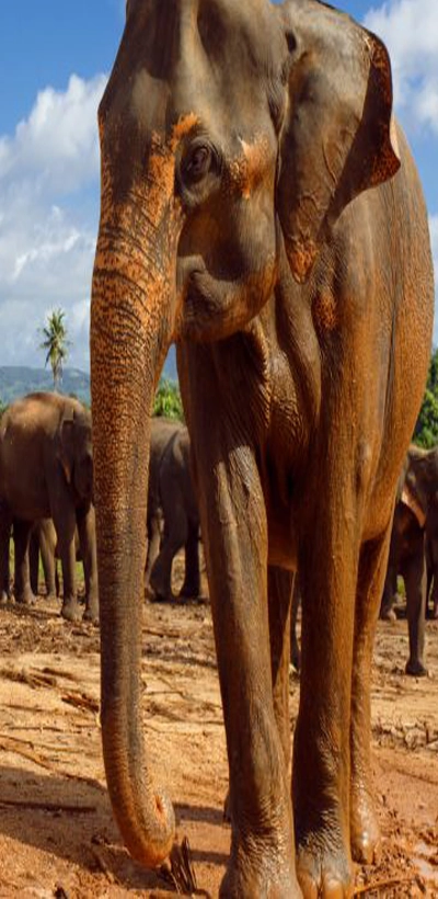 Elephant