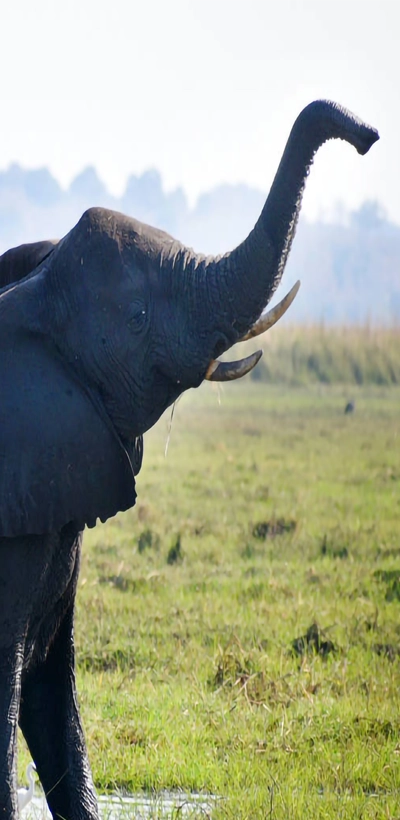 Elephant