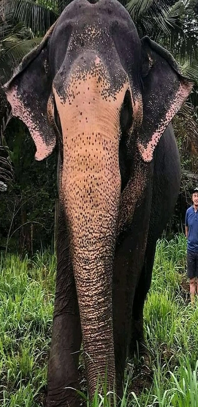 Elephant