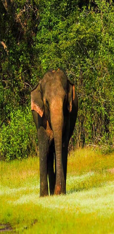 Elephant
