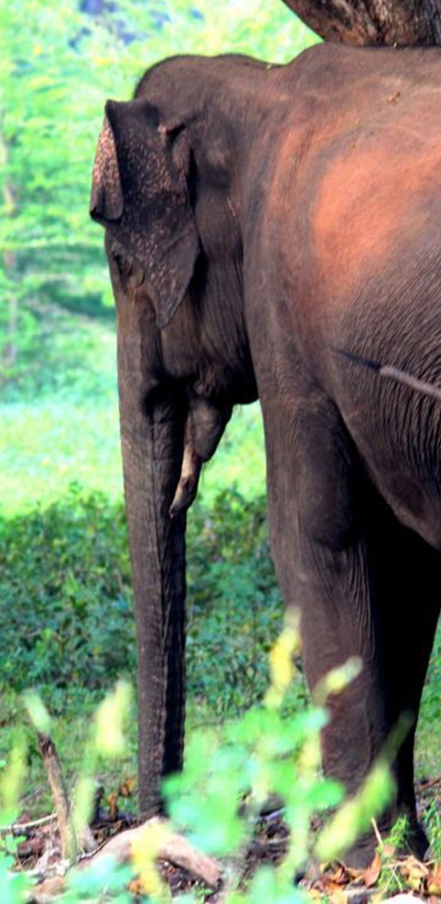 Elephant