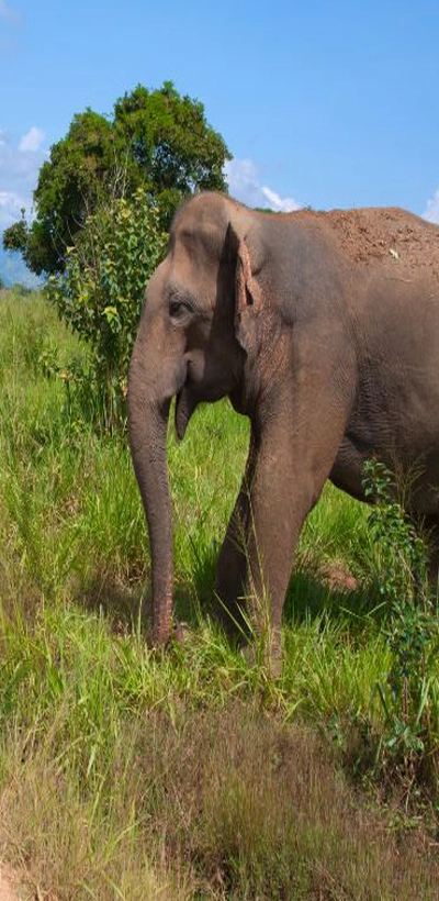 Elephant