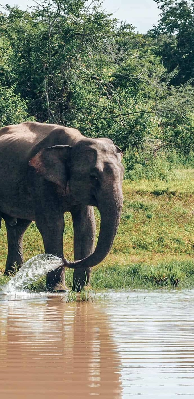 Elephant