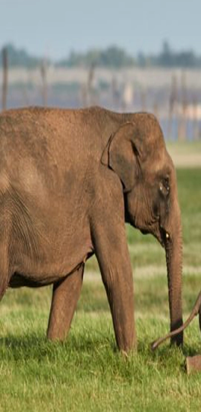 Elephant