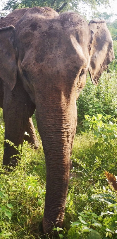 Elephant
