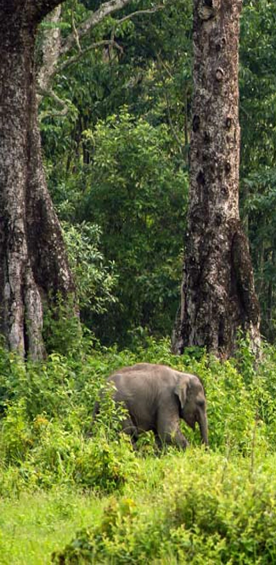 Elephant